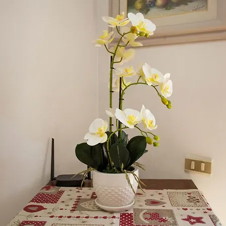 Apartman Cisanello *